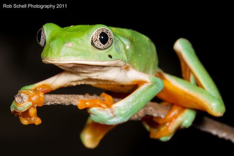 Discover fu frog demo