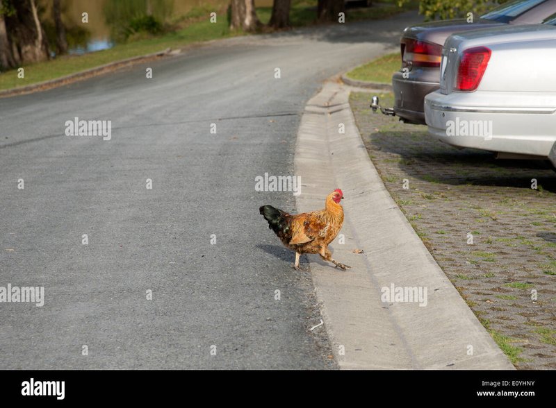 Image: Descubre el MISTERIO de Chicken Road en el Mejor Casino de España en Línea