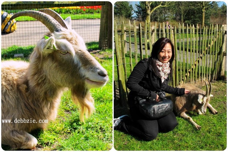 Chicken road casino, chicken road nederland