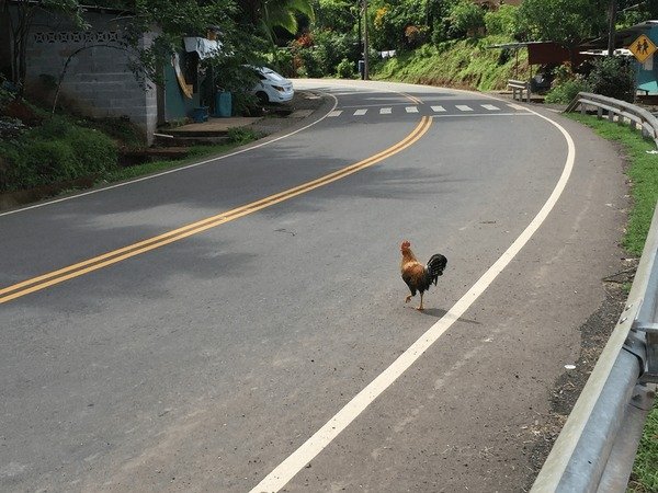 Een Kijkje op het Populaire Chicken Road Gokspel in Nederland